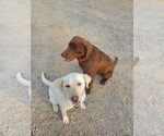 Small Photo #1 Labrador Retriever Puppy For Sale in BON AQUA, TN, USA