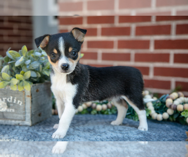 Medium Photo #13 Chihuahua Puppy For Sale in NEW HOLLAND, PA, USA
