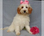 Small Goldendoodle (Miniature)