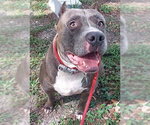 Small American Staffordshire Terrier