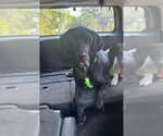 Small Photo #3 Great Dane Puppy For Sale in Bullard, TX, USA