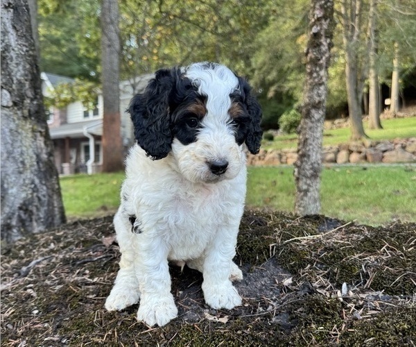 Medium Photo #2 Miniature Bernedoodle Puppy For Sale in DENVER, PA, USA