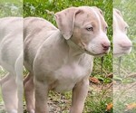 Small #4 American Bully