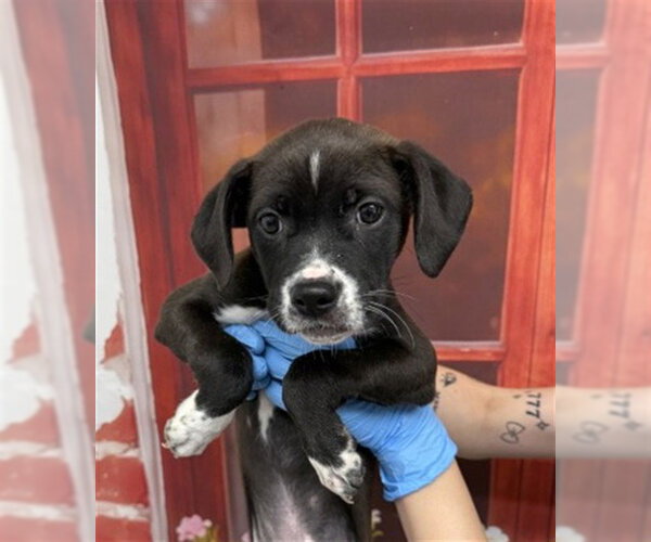 Medium Photo #1 Mutt Puppy For Sale in San Bernardino, CA, USA
