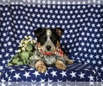 Small #2 Australian Cattle Dog