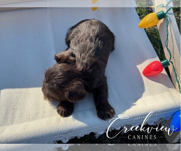 Medium Photo #21 Schnauzer (Miniature) Puppy For Sale in NIANGUA, MO, USA