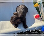 Small #2 Schnauzer (Miniature)