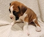 Small Photo #4 Boxer Puppy For Sale in JOLIET, IL, USA