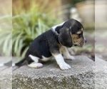 Small Photo #7 Beagle Puppy For Sale in FORDLAND, MO, USA