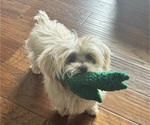 Small #2 Maltipoo (Miniature)