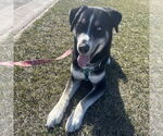 Small #14 Huskies  Mix