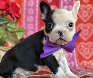 Boston Terrier Puppy for sale in LANCASTER, PA, USA