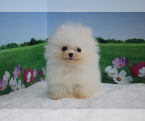 Medium Photo #7 Pomeranian Puppy For Sale in LOS ANGELES, CA, USA