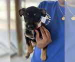 Small #2 Border Terrier Mix