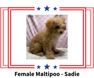 Maltese-Poodle (Toy) Mix Puppy for sale in AZLE, TX, USA