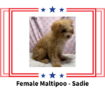 Image preview for Ad Listing. Nickname: Sadie