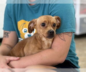 Medium Chihuahua Mix