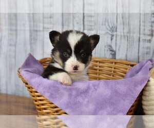 Pembroke Welsh Corgi Puppy for sale in FREDERICKSBG, OH, USA