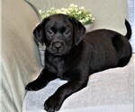 Small Photo #9 Labrador Retriever Puppy For Sale in SYRACUSE, IN, USA