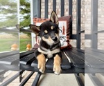 Small #4 Shiba Inu