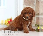 Image preview for Ad Listing. Nickname: Dora