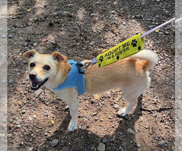 Medium Photo #8 Mutt Puppy For Sale in Philadelphia, PA, USA