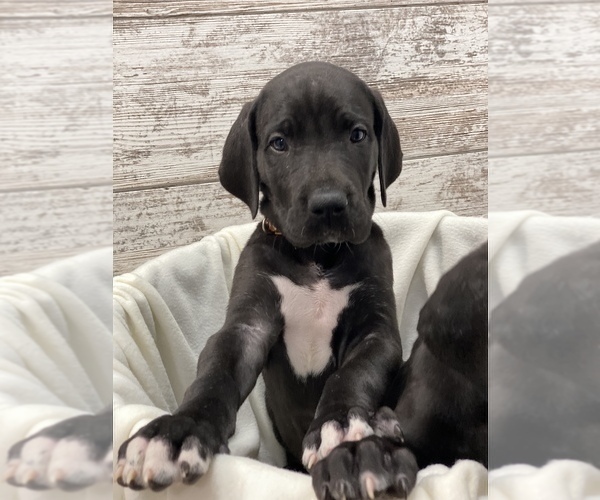 Medium Photo #9 Great Dane Puppy For Sale in SPRINGFIELD, OH, USA