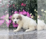 Small #1 Great Pyrenees