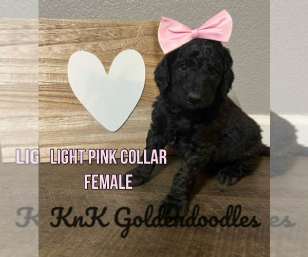 Medium Photo #3 Goldendoodle Puppy For Sale in BURLESON, TX, USA