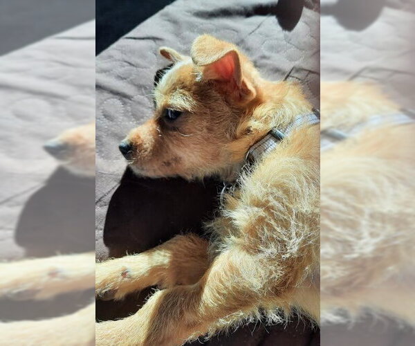 Medium Photo #4 Chihuahua-Unknown Mix Puppy For Sale in Andover, MN, USA