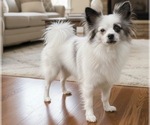 Small Photo #1 American Eskimo Dog-Pug Mix Puppy For Sale in THOMASVILLE, NC, USA