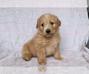 Goldendoodle (Miniature) Puppy for sale in SHILOH, OH, USA