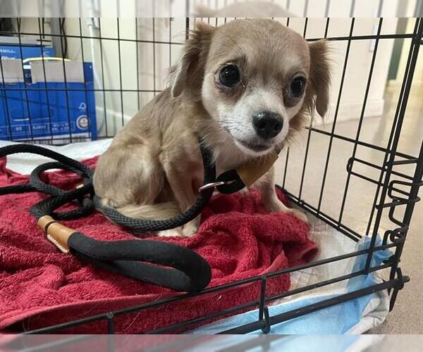 Medium Photo #1 Chihuahua Puppy For Sale in Pasadena, CA, USA