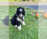 Small Photo #5 Bernedoodle Puppy For Sale in FLEMINGTON, NJ, USA