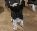 Small Photo #25 Akita Puppy For Sale in INDIANAPOLIS, IN, USA