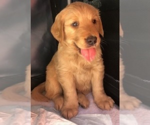 Medium Golden Retriever