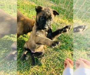 Belgian Malinois Puppy for sale in PALMDALE, CA, USA