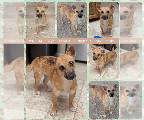 Medium Photo #1 Mutt Puppy For Sale in Mesa, AZ, USA
