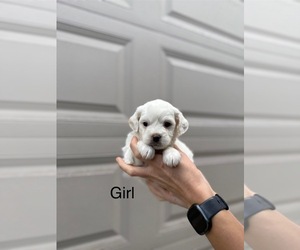 Maltipoo (Toy) Puppy for sale in PORTLAND, OR, USA