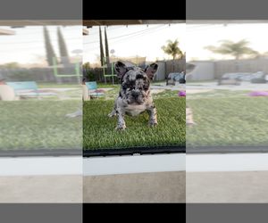 French Bulldog Puppy for sale in MERCED, CA, USA