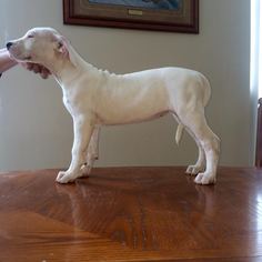 Dogo Argentino Puppy for sale in BAKERSFIELD, CA, USA