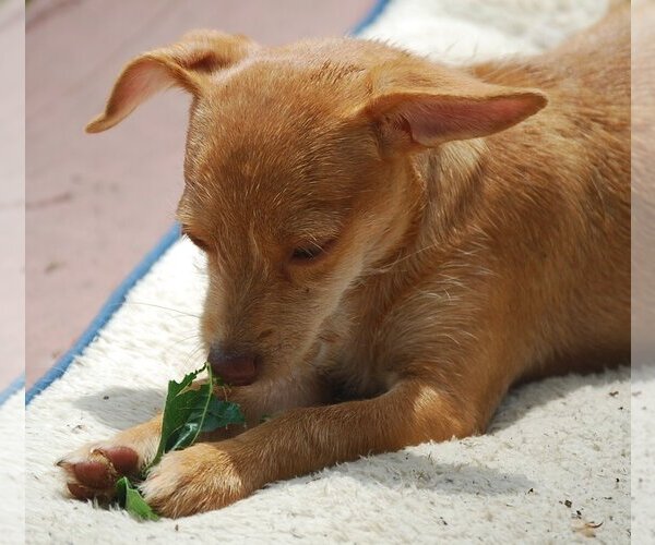 Medium Photo #12 Chihuahua-Unknown Mix Puppy For Sale in Spring, TX, USA
