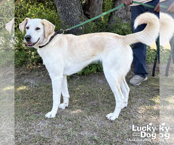 Medium Photo #4 Labrador Retriever-Unknown Mix Puppy For Sale in Washington, DC, USA
