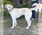 Small #3 Labrador Retriever Mix
