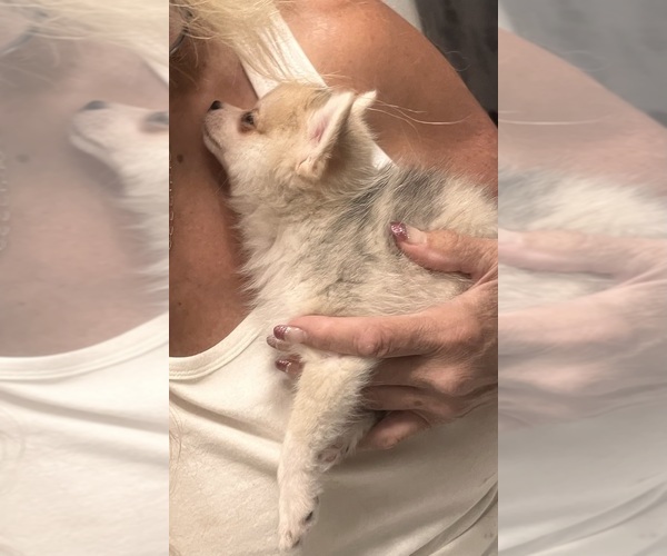 Medium Photo #5 Pomsky Puppy For Sale in GOLDEN VALLEY, AZ, USA