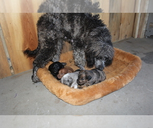 Mother of the Aussie-Poo puppies born on 01/30/2021