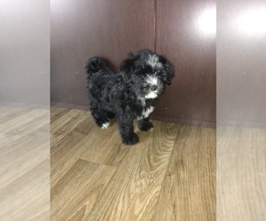 Yorkshire Terrier Puppy for sale in LAPEER, MI, USA