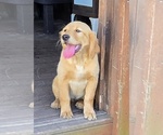 Small #1 Golden Retriever