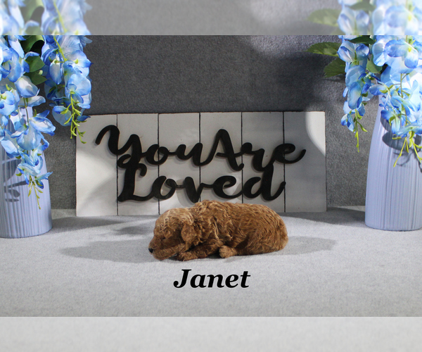 Medium Photo #3 Poodle (Toy) Puppy For Sale in CHANUTE, KS, USA