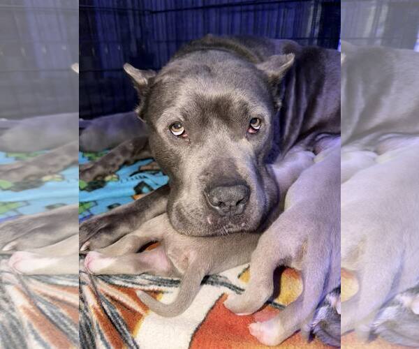 Medium Photo #4 American Pit Bull Terrier-Unknown Mix Puppy For Sale in Belleville, MI, USA